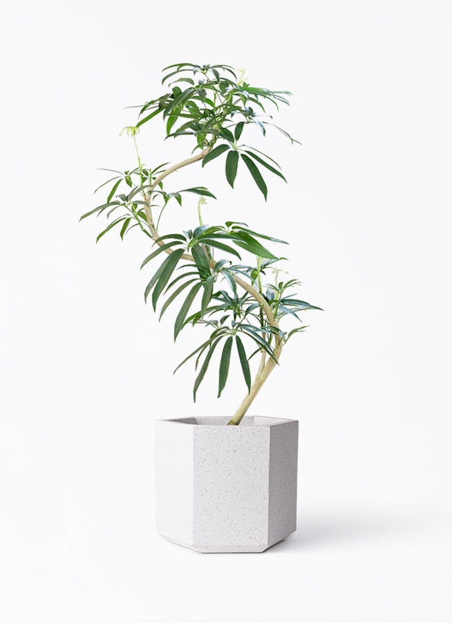 細葉が魅力 希少な斑入り シェフレラアンガスティフォリア 観葉植物 大型 室内 細葉が魅力 希少な斑入り シェフレラアンガスティフォリア 観葉植物