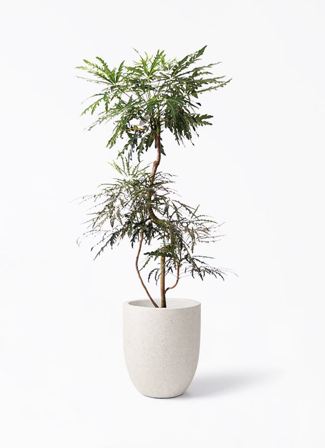 観葉植物 グリーンアラレア 8号 曲り フォリオアルトエッグ クリーム