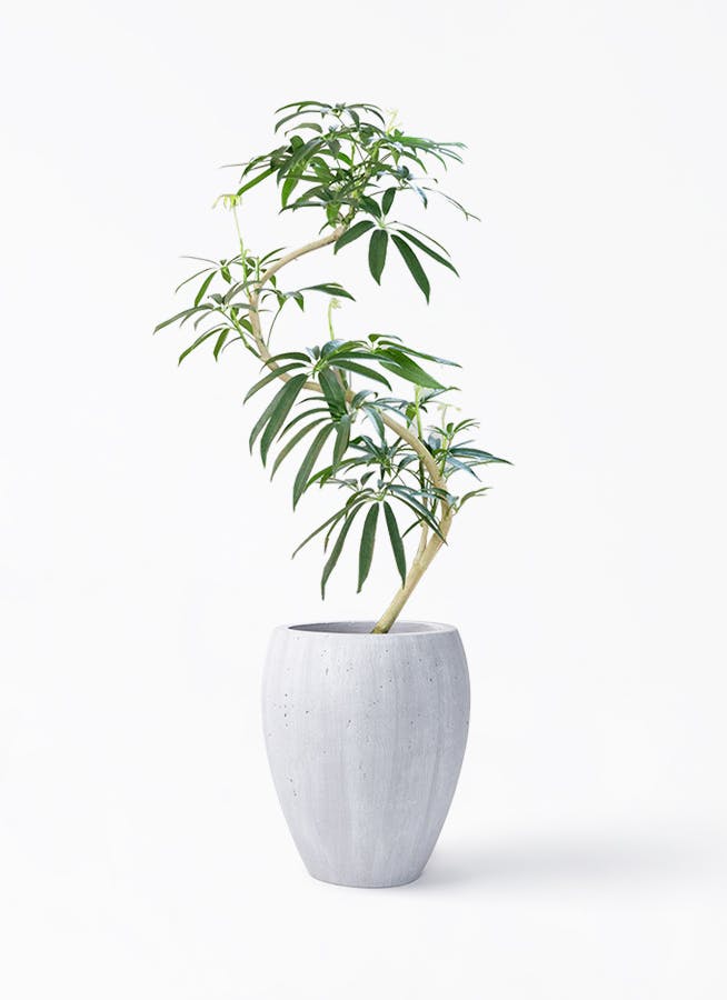 シェフレラ アンガスティフォリア | 観葉植物通販 HitoHana（ひとはな）