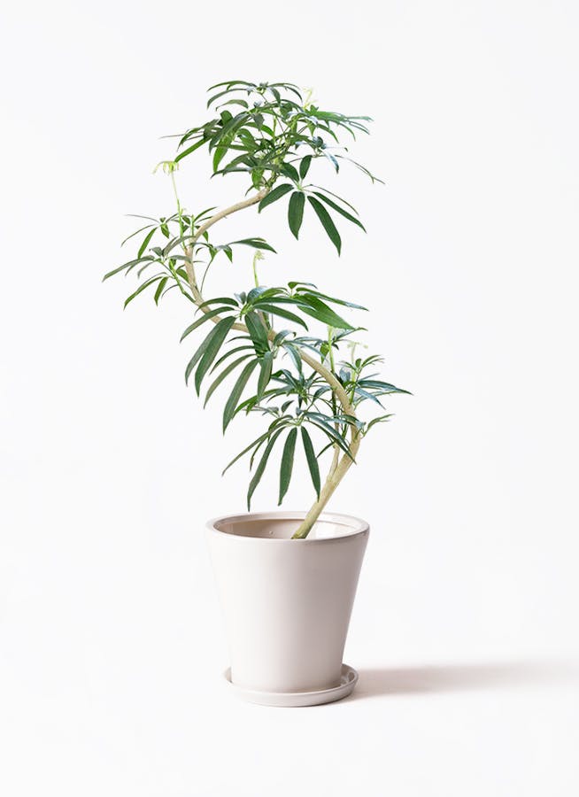 シェフレラ アンガスティフォリア 8号 | HitoHana(ひとはな)