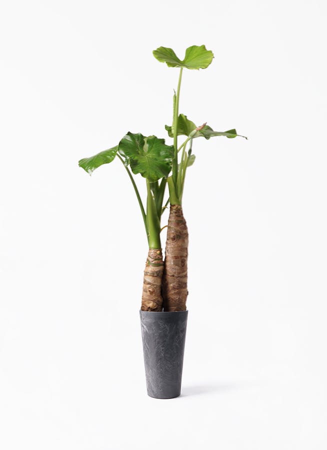 観葉植物 クワズイモ 8号 アートストーン トールラウンド ブラック 付き 観葉植物ならhitohana ひとはな 観葉植物 クワズイモ 8号 アートストーン トールラウンド ブラック 付き 観葉植物ならhitohana ひとはな
