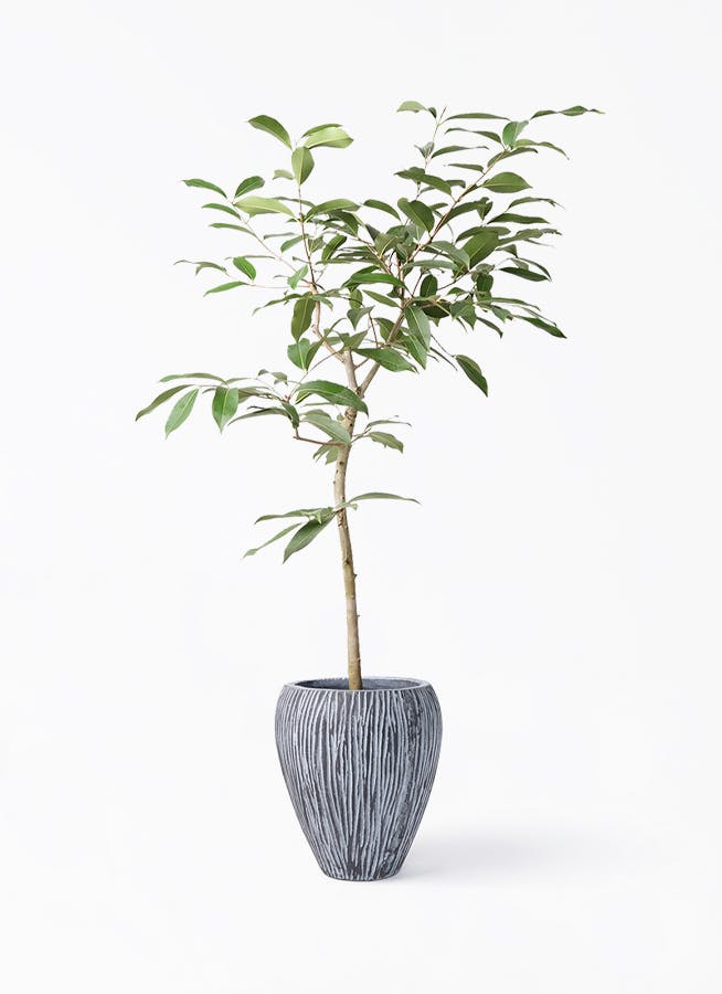 アマゾンオリーブ　曲げ仕立て　オシャレなロング鉢植え アマゾンオリーブ 6号 の通販 | 園芸ネット
