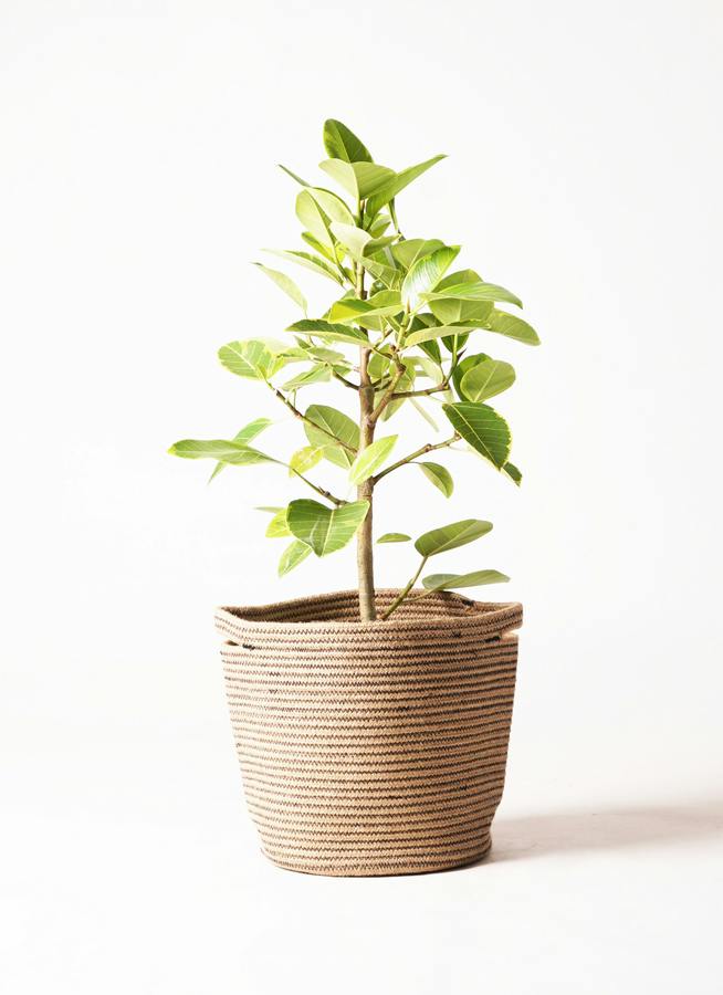 観葉植物 トックリラン ポニーテール 8号 リブバスケットNatural 付き
