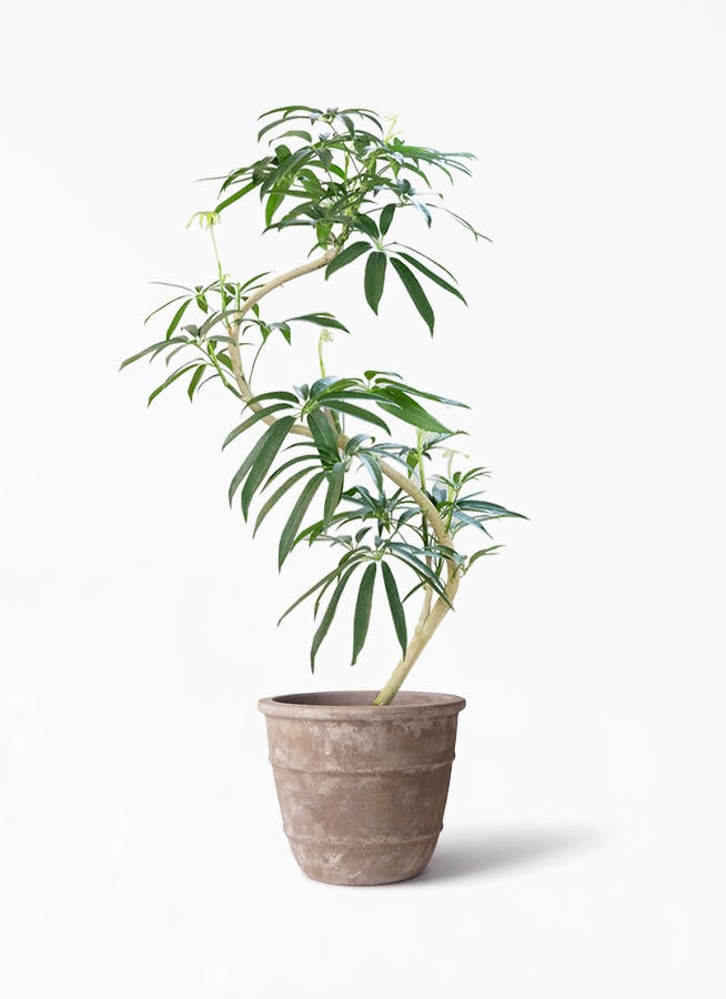 シェフレラ アンガスティフォリア | 観葉植物通販 HitoHana（ひとはな）
