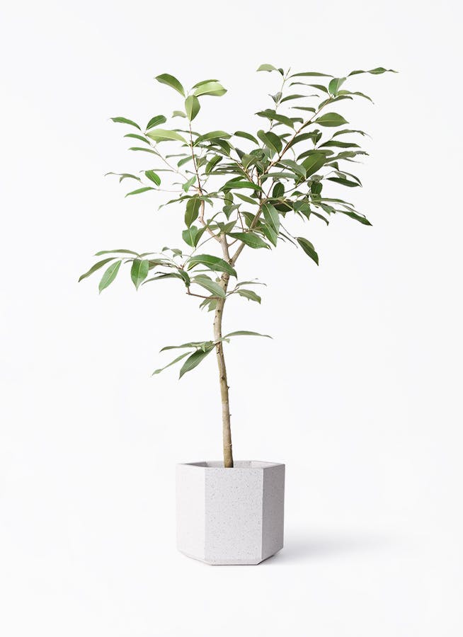 お洒落な観葉植物 アマゾンオリーブ 特大サイズ 170cm-200cm アマゾン