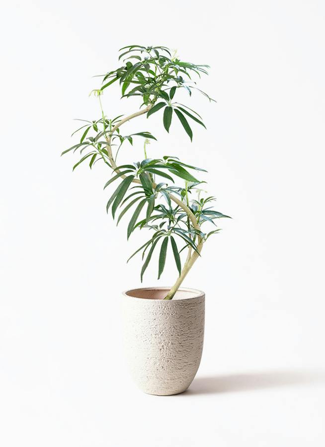 シェフレラ アンガスティフォリア | 観葉植物通販 HitoHana（ひとはな）