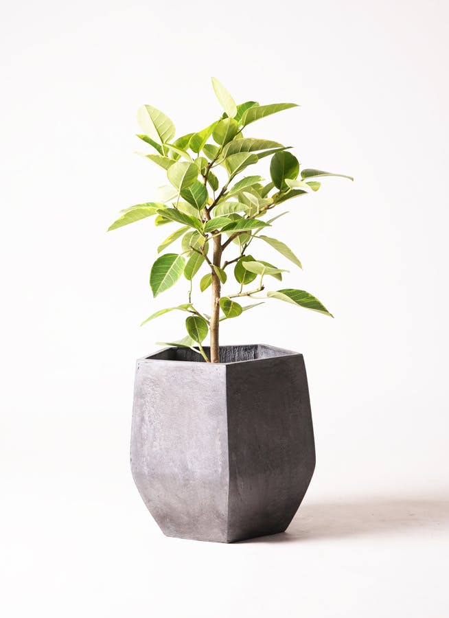 フィカス アルテシーマ 7号 | 観葉植物通販 Hitohana（ひとはな）
