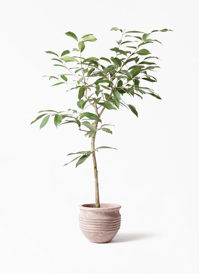 観葉植物 アマゾンオリーブ (ムラサキフトモモ) 8号 テラアストラ リゲル 赤茶色 付き