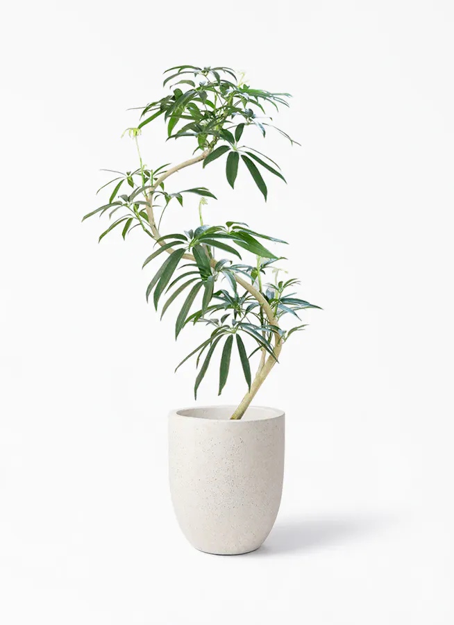 観葉植物 シェフレラ アンガスティフォリア 8号 曲り フォリオアルトエッグ クリーム 付き 観葉植物ならhitohana ひとはな