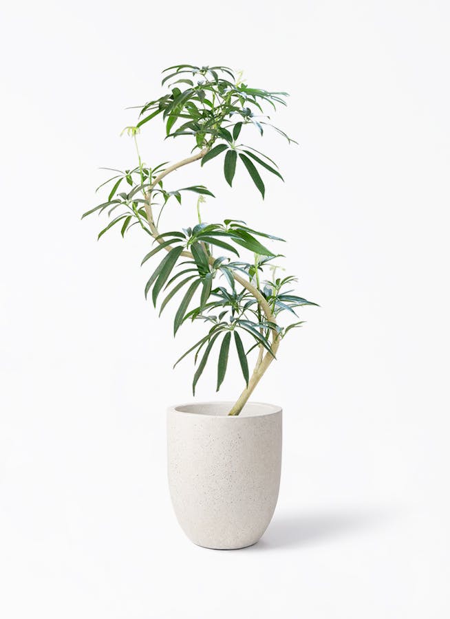 シェフレラ アンガスティフォリア 曲がり | HitoHana(ひとはな)