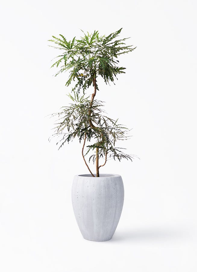 その他観葉植物 RMN グリーンアラレア 曲がり | 観葉植物通販HitoHana(ひとはな)