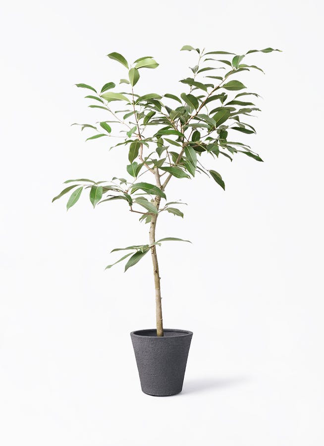アマゾンオリーブ (ムラサキフトモモ) | 観葉植物通販HitoHana(ひとはな)