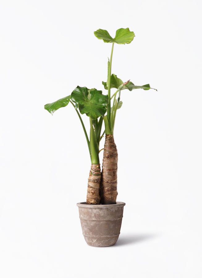 アロカシア オドラ（クワズイモ） | 観葉植物通販HitoHana