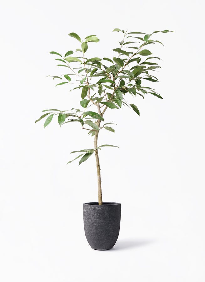 アマゾンオリーブ (ムラサキフトモモ) 8号 | 観葉植物通販HitoHana