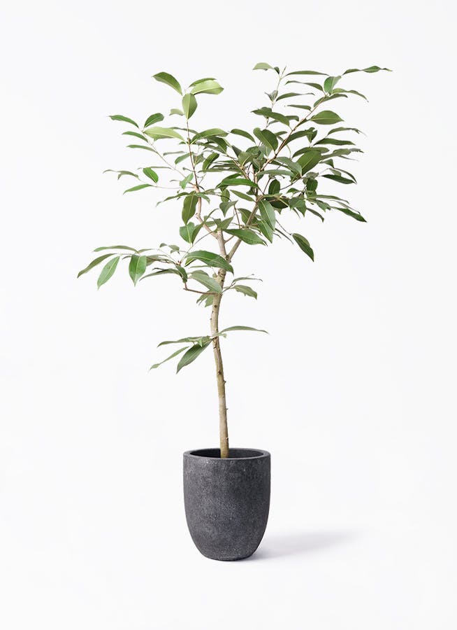 アマゾンオリーブ (ムラサキフトモモ) | 観葉植物通販HitoHana(ひとはな)