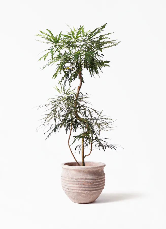 観葉植物 グリーンアラレア 8号 曲り テラアストラ リゲル 赤茶色 付き 観葉植物ならhitohana ひとはな