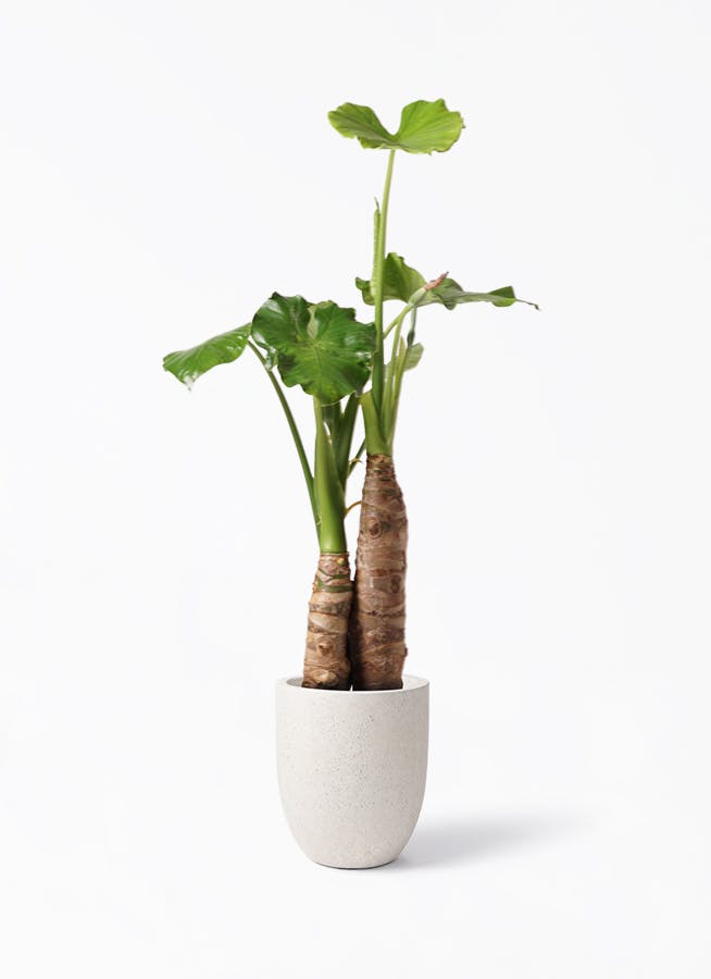 アロカシア オドラ（クワズイモ） | 観葉植物通販HitoHana
