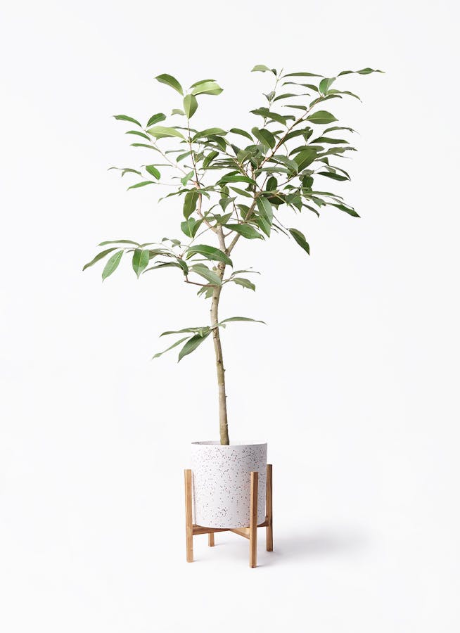 アマゾンオリーブ (ムラサキフトモモ) 8号 | 観葉植物通販HitoHana