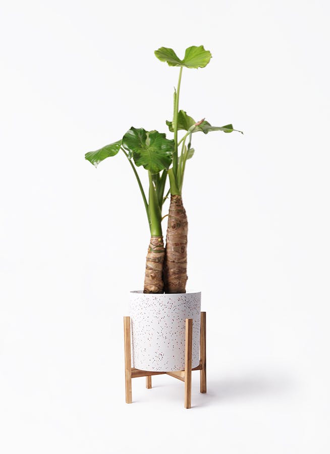 クワズイモ 8号 | 観葉植物通販HitoHana(ひとはな)