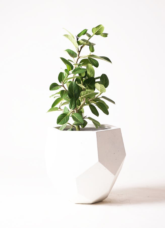 フィカス ベンガレンシス 7号 | 観葉植物 | 送料無料でお届け