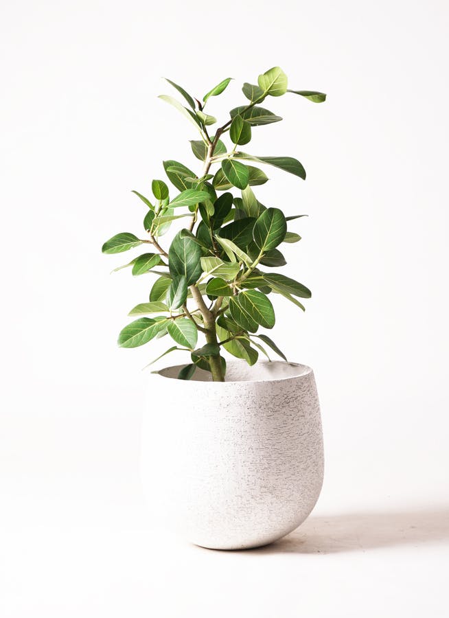 観葉植物 フィカス ベンガレンシス 7号 ストレート エコストーンwhite