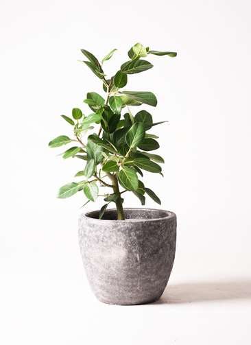 一点もの 観葉植物 フィカスベンガレンシス B 7号 曲がり 送料込み 25 Off 植物 観葉植物 Cpmalaysia Com