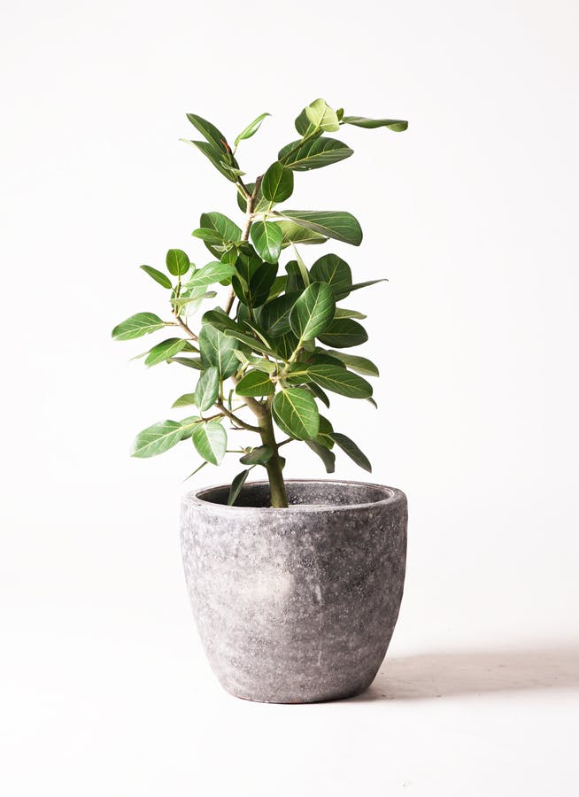 フィカス ベンガレンシス 7号 | 観葉植物 | 送料無料でお届け