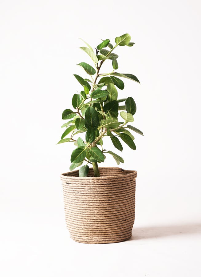 観葉植物 オリーブの木 8号 ハーディーズマンモス リブバスケット