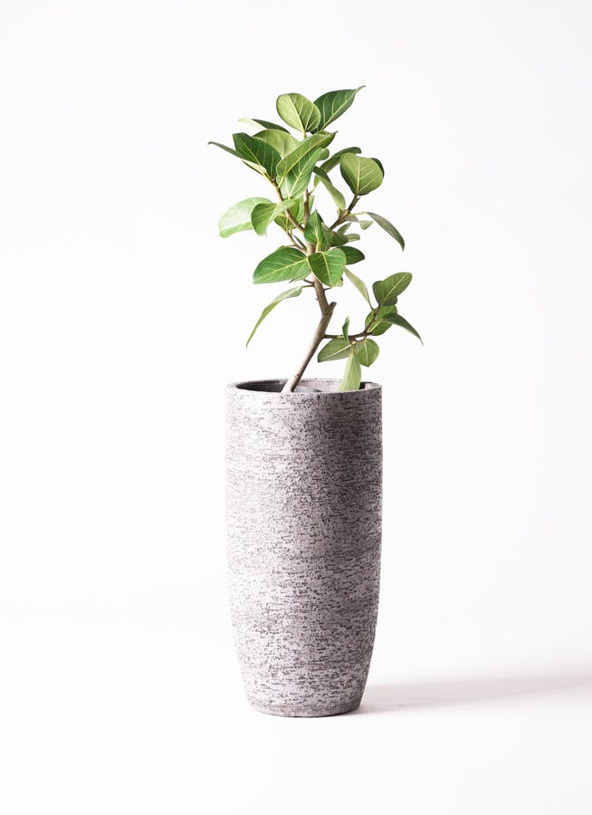 フィカス　ベンガレンシス　6 flower-net_z221019001