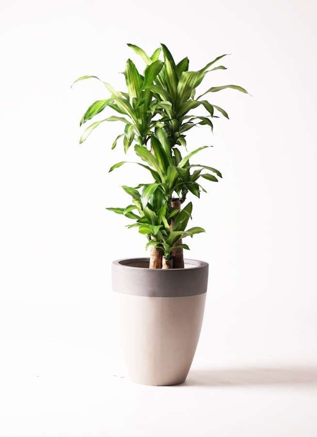 観葉植物 ドラセナ 幸福の木 8号 ノーマル ファイバーストーン カプリ サンディホワイト 付き