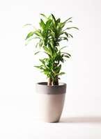 観葉植物 ドラセナ 幸福の木 8号 ノーマル ファイバーストーン カプリ サンディホワイト 付き