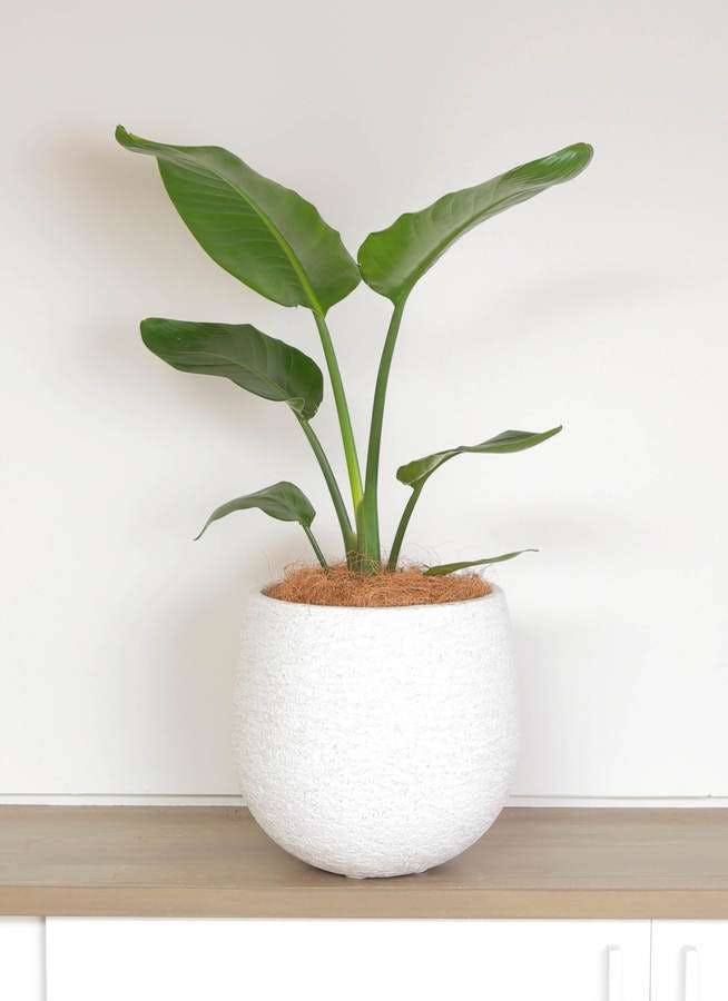 観葉植物 オーガスタ 6号 エコストーンwhite 付き 観葉植物ならhitohana ひとはな 観葉植物 オーガスタ 6号 エコストーンwhite 付き 観葉植物ならhitohana ひとはな