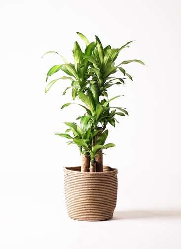 観葉植物 ドラセナ 幸福の木 8号 ノーマル リブバスケットNatural 付き