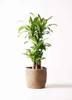 徹底解説 とっておきの観葉植物を開店祝いに贈るコツ ひとはなノート