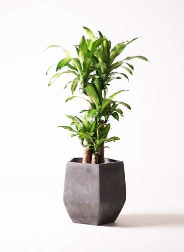 観葉植物 ドラセナ 幸福の木 8号 ノーマル ファイバークレイGray 付き