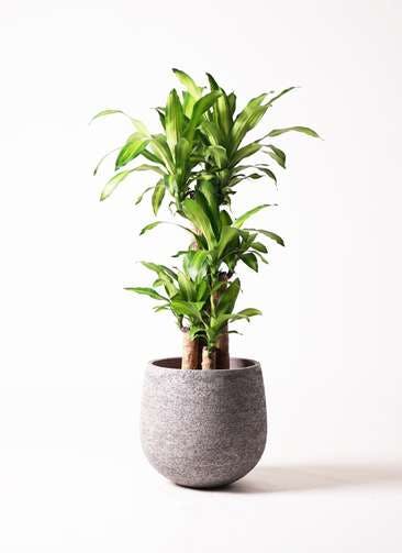 ドラセナ 幸福の木 観葉植物通販hitohana ひとはな ドラセナ 幸福の木 観葉植物通販hitohana ひとはな