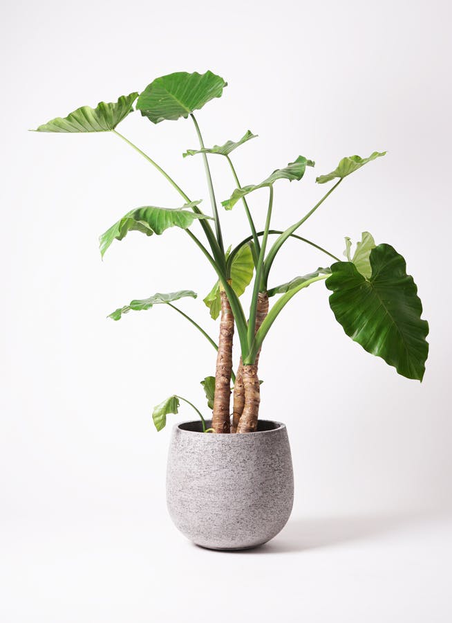 クワズイモ　極太　大型　7号　4本植え　観葉植物　インテリア 楽天市場】【送料無料】クワズイモ 観葉植物 7号プラスチック鉢 中型 1