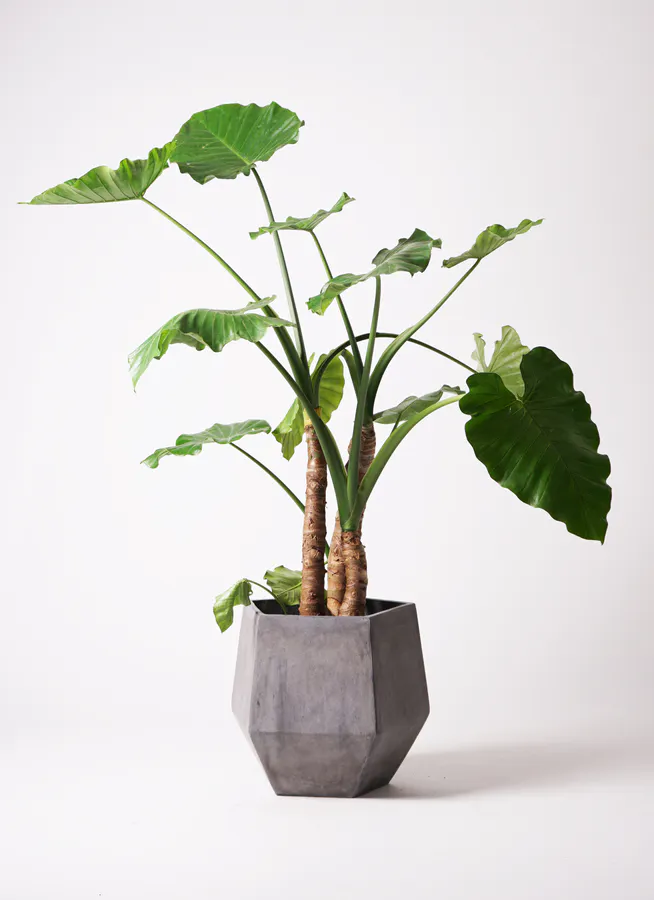 クワズイモ 10号 | 観葉植物通販HitoHana(ひとはな)