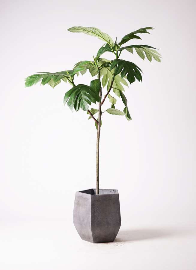 観葉植物 パンノキ 8号 ファイバークレイ Gray 付き 観葉植物ならhitohana ひとはな 観葉植物 パンノキ 8号 ファイバークレイ Gray 付き 観葉植物ならhitohana ひとはな