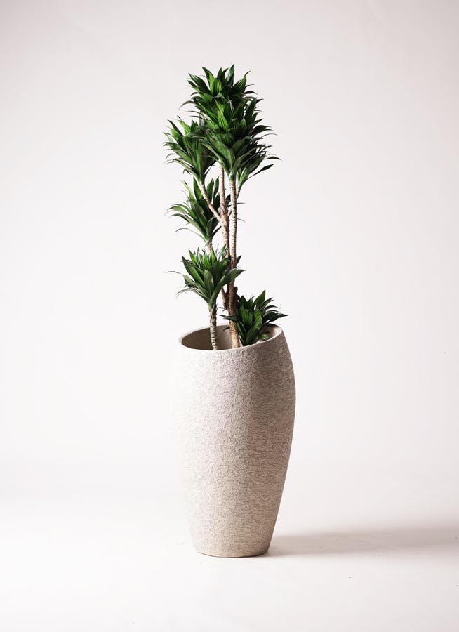 観葉植物 ドラセナ コンパクター 8号 エコストーントールタイプ Light Gray 付き | 観葉植物ならHitoHana(ひとはな)