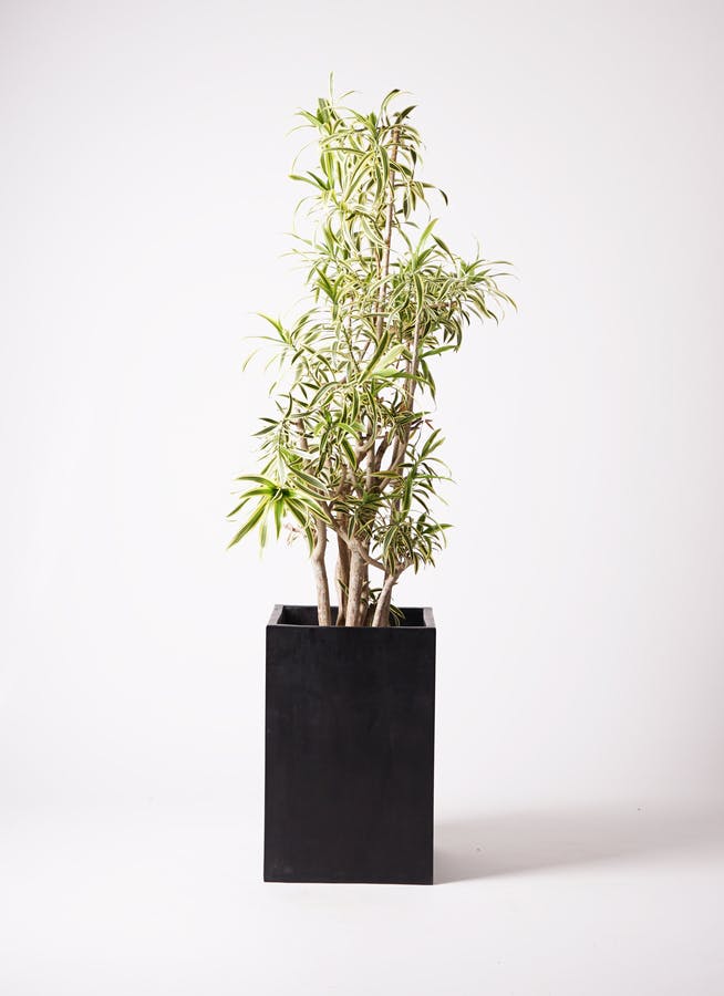 観葉植物 ユッカ 10号 斑入り セドナロング 墨 付き | 観葉植物なら