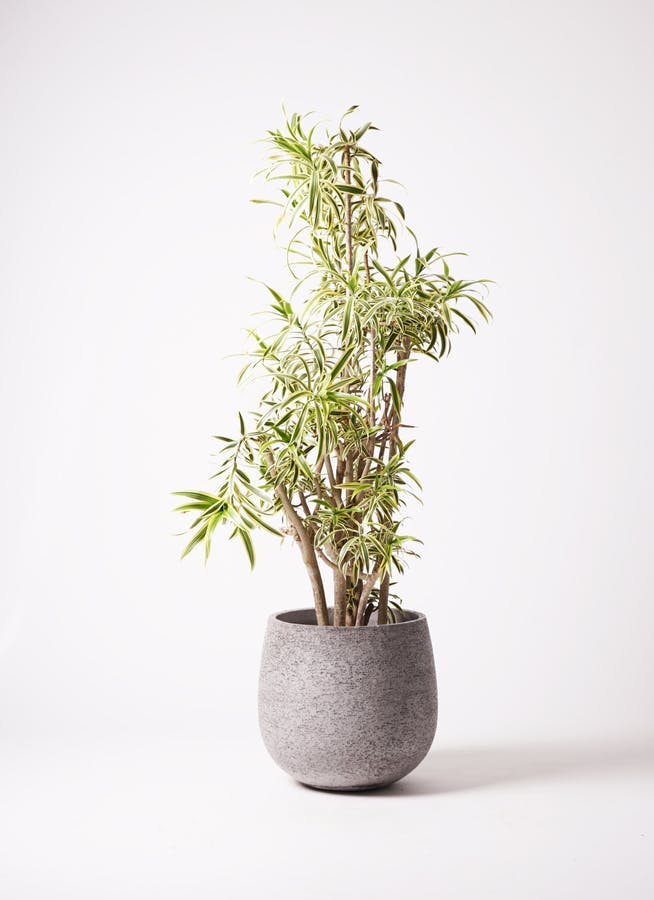 観葉植物 ドラセナ ソング オブ インディア 10号 エコストーンGray 付き | 観葉植物ならHitoHana(ひとはな)