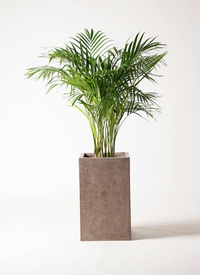 観葉植物 アレカヤシ 8号 セドナロング グレイ 付き | 観葉植物なら