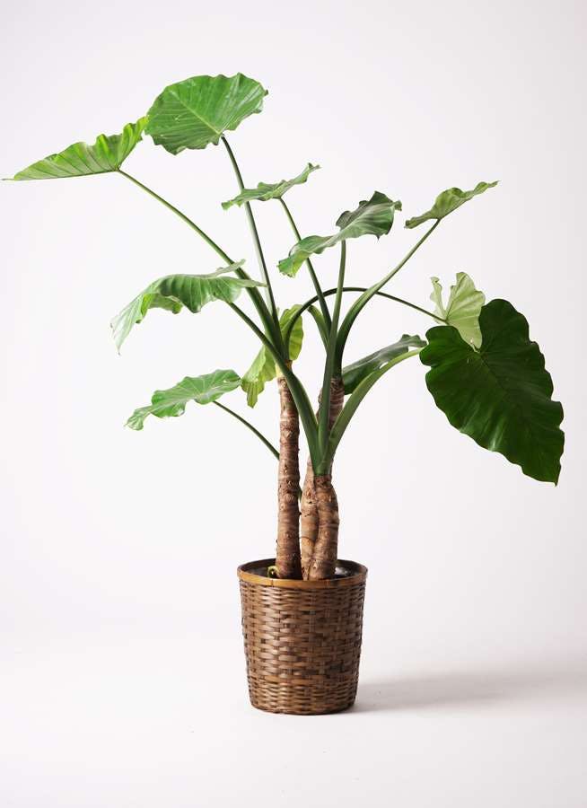 観葉植物 アロカシア 10号 オドラ（クワズイモ） 竹バスケット 付き