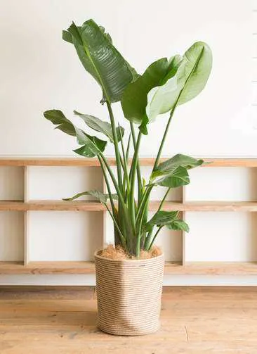 オーガスタ 観葉植物通販hitohana ひとはな