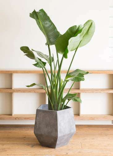 観葉植物 オーガスタ 10号 ファイバークレイGray 付き