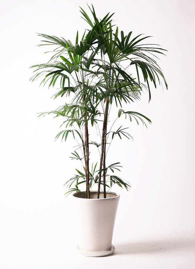観葉植物 シュロチク（棕櫚竹） 10号 サブリナ 白 付き