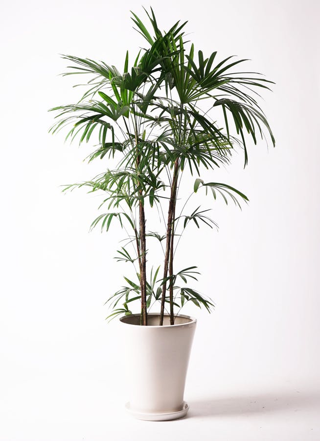 観葉植物 シュロチク（棕櫚竹） 10号 サブリナ 白 付き | 観葉植物なら