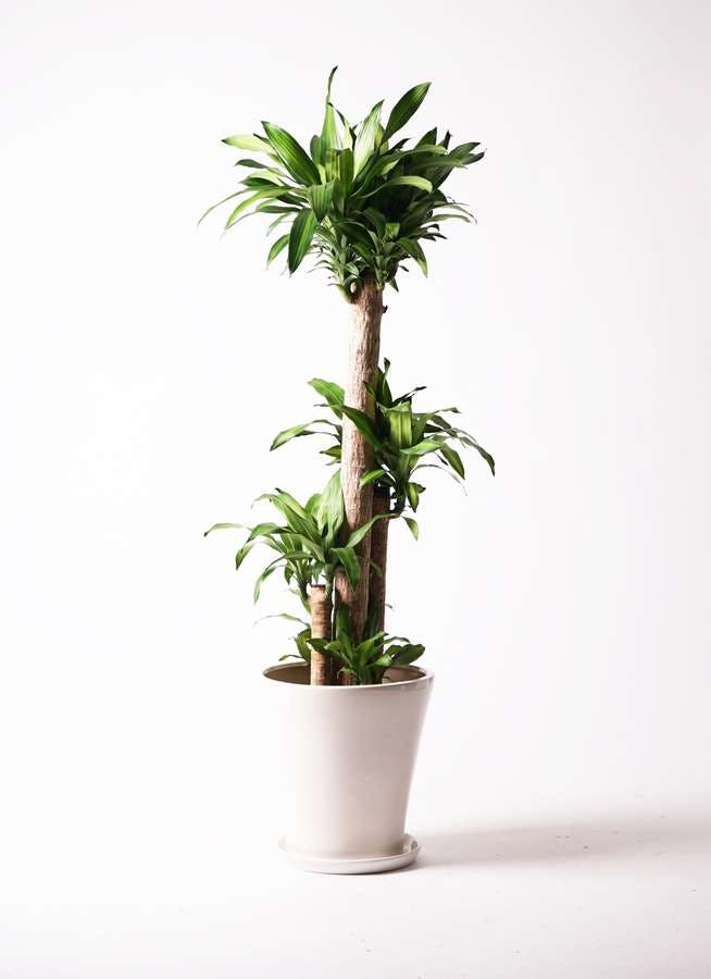観葉植物 ドラセナ 幸福の木 10号 ノーマル サブリナ 白 付き