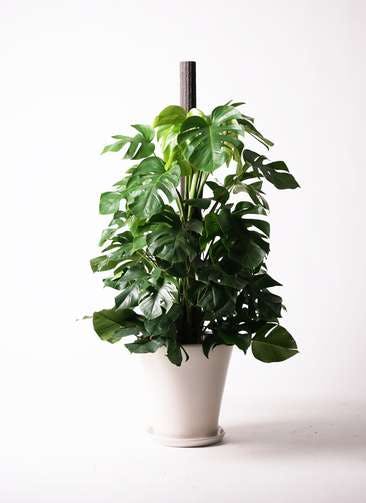 代引き手数料無料 樹齢10才 モンステラちゃん 植物 観葉植物 Sutevalle Org